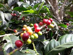 Kaffeereisen-Panama-014