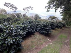 Kaffeereisen-Panama-018
